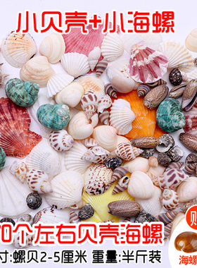 包邮天然海螺贝壳地台鱼缸diy