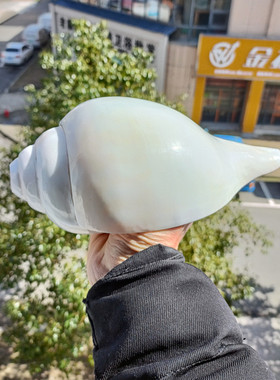包邮天然海螺贝壳尼泊尔印度铅螺白海螺右旋螺圣螺密宗法器供佛