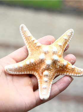 天然海星标本海螺贝壳装饰珊瑚