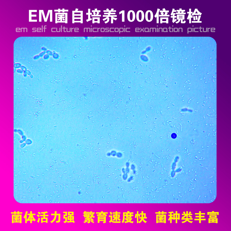 牧海人EM菌培养基EM菌种原液复合益生菌水产养殖发酵剂自制培养基 - 图2