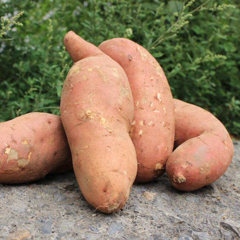 5斤农家地瓜生小香黄心新鲜红薯 怀康食品番薯