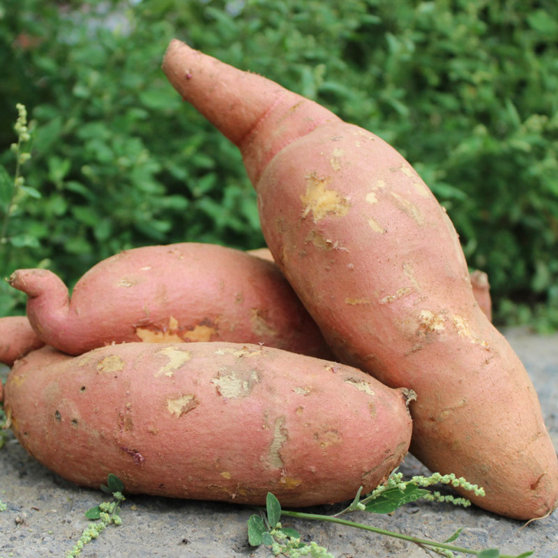5斤农家地瓜生小香黄心新鲜红薯 怀康食品番薯