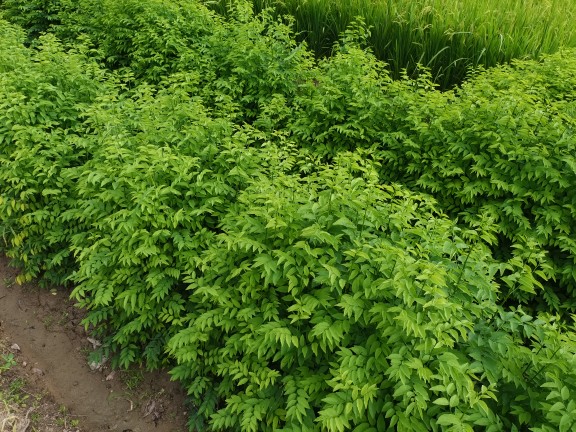 广东海南五指山野菜潮汕茂名菜种苗盆栽树仔菜苗天绿香绿植凉拌菜-图3