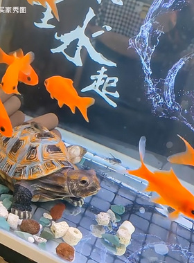 仿真动物摆件仿乌龟真实纹理