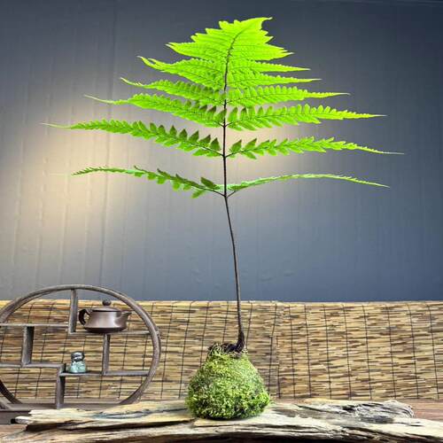 水培苔藓球红磷蕨室内绿植茶桌面办公室一叶禅蕨类植物 - 图0