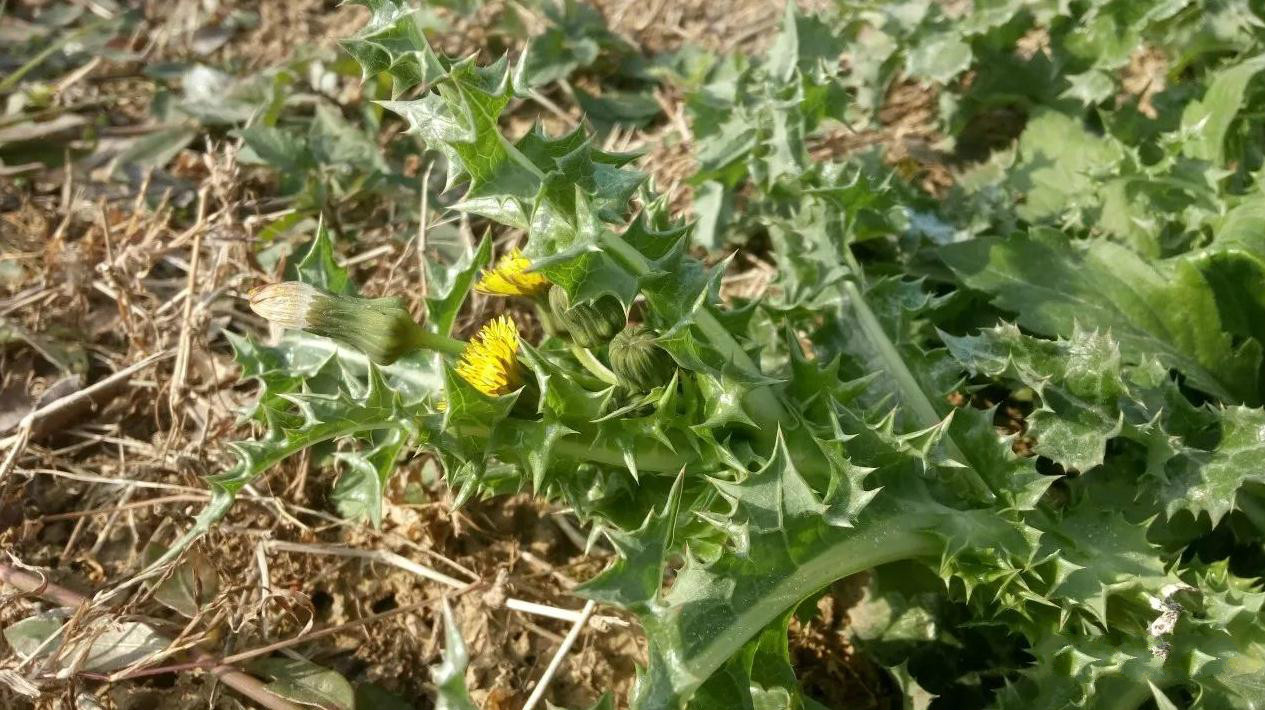 野生续断菊 新鲜名刺菜，恶鸡婆，属菊科、苦苣菜500g包邮 - 图0