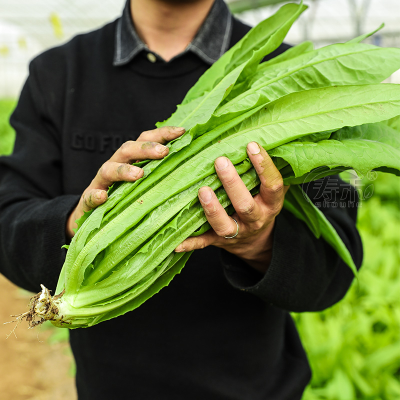 寿禾米香油麦菜种子蔬菜种籽20g孑菜种菜籽四季青菜籽种老品种 - 图0