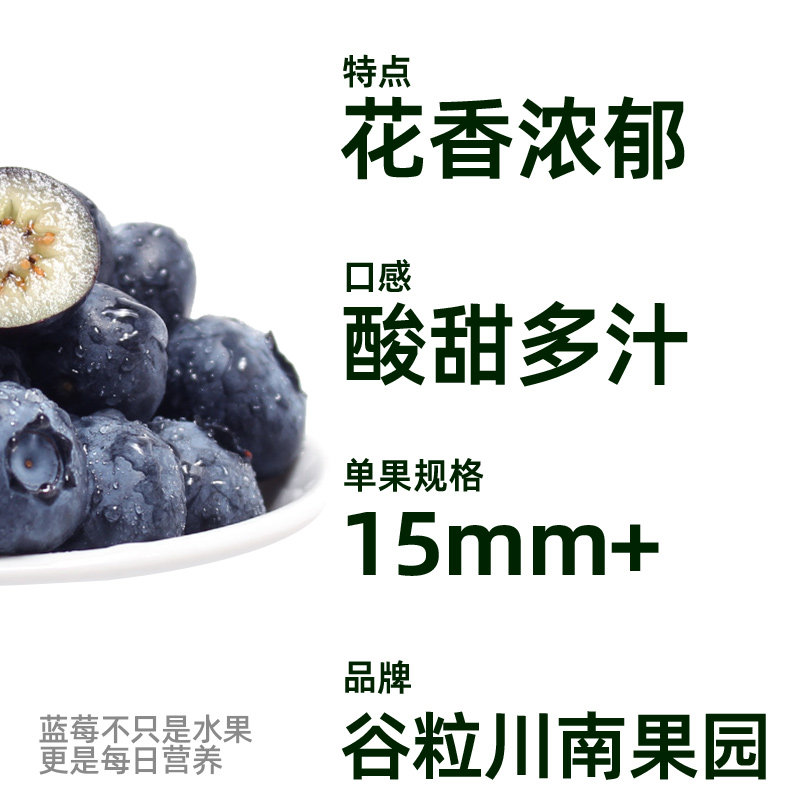 当季四川大凉山新鲜花香蓝莓脆甜大果新鲜水果