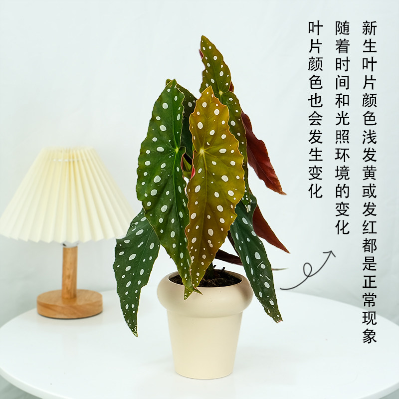 鳟鱼秋海棠网红ins风绿植盆栽,淘宝优惠券,粉丝福利购,淘宝优惠卷