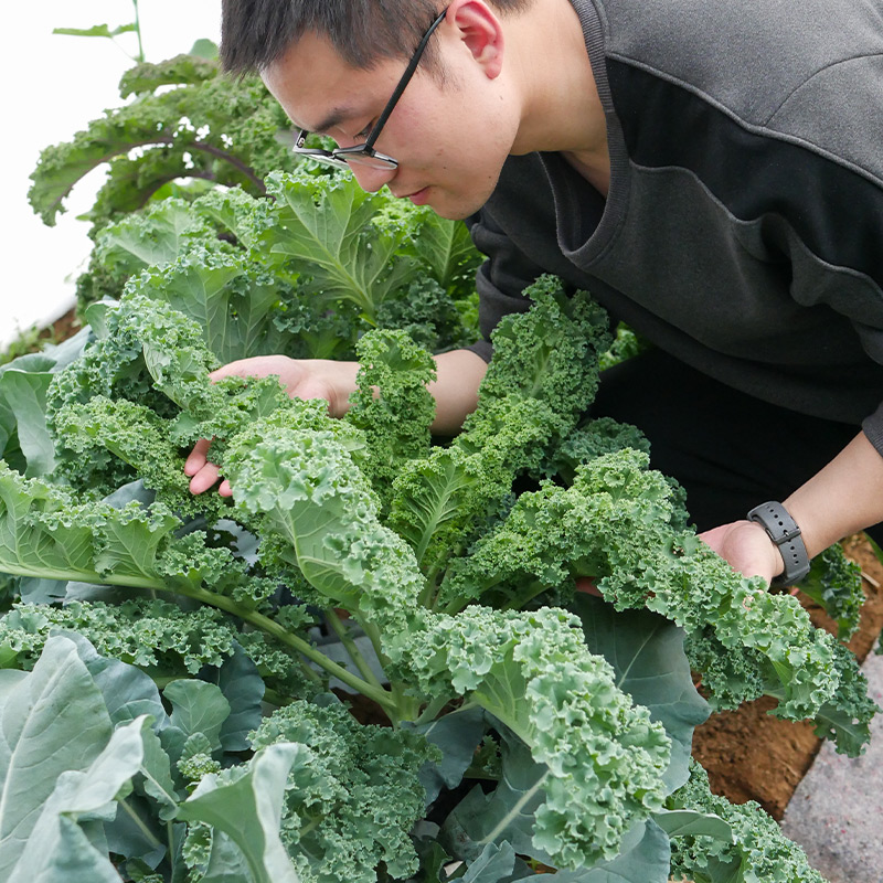 寿禾羽衣甘蓝种子蔬菜种籽10g孑菜种菜籽雨衣语衣盆栽食用羽叶 - 图2