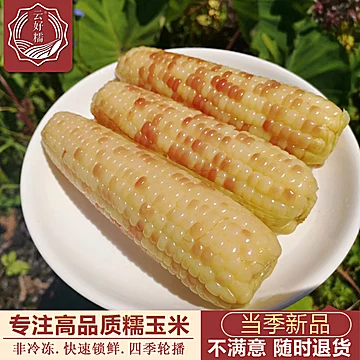 云好糯西双版纳糯玉米1.5kg（8--9根）[8元优惠券]-寻折猪