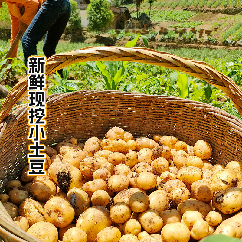 顺丰上门正宗湖北恩施小土豆新鲜迷你马铃薯粉糯香甜应季蔬菜