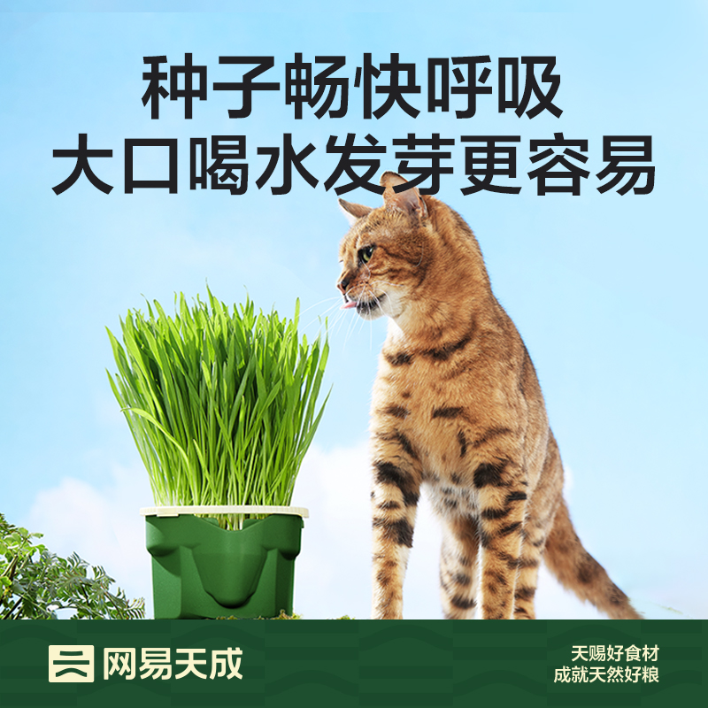 网易严选猫用无土水培猫草杯95g*1罐零食排毛球猫草种子盆栽天成 - 图0