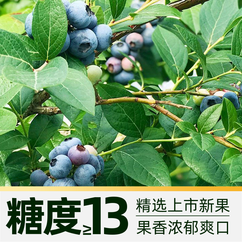 当季四川大凉山新鲜花香蓝莓脆甜大果新鲜水果