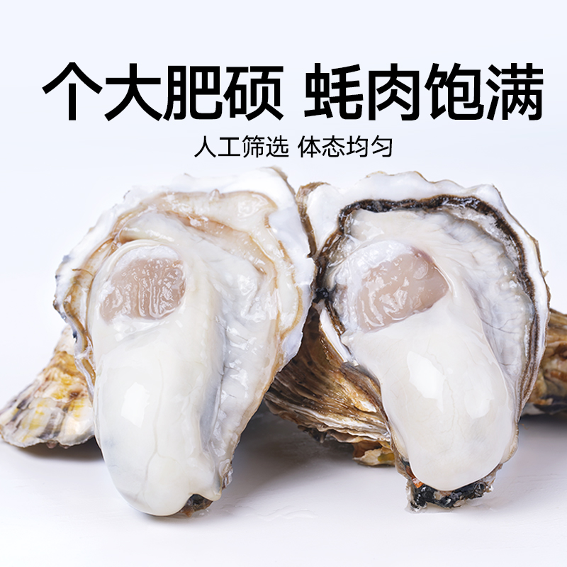 喵满分鲜活乳山生蚝4XL净重5斤8-12个新鲜牡蛎产地直发水产海蛎子-图0