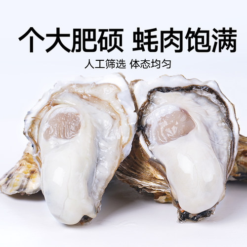 喵满分鲜活乳山生蚝4XL净重5斤8-12个新鲜牡蛎产地直发水产海蛎子-图0