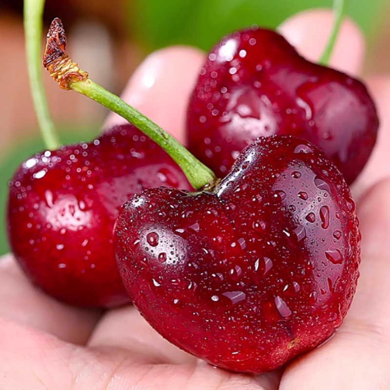 智利4J级进口车厘子新鲜大樱桃孕妇首选水果送礼,淘宝优惠券,粉丝福利购,淘宝优惠卷