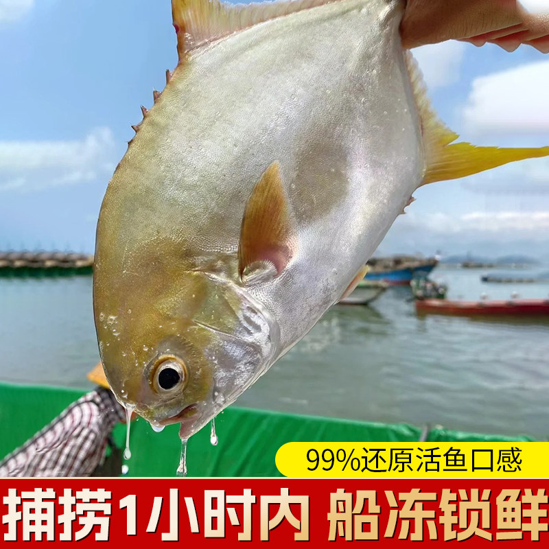 青岛金鲳鱼新鲜冷冻特大鲳鱼鲜活海鱼金昌鱼平鱼银鱼白鲳,淘宝优惠券,粉丝福利购,淘宝优惠卷