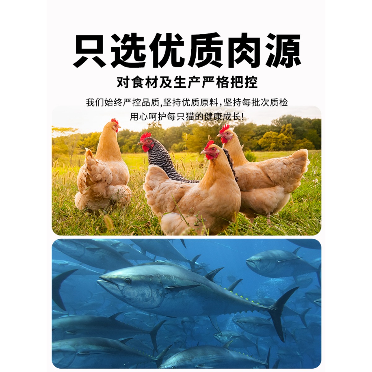 【添加鮮肉】凱銳思貓糧幼貓用1-4-12月營養升級2.0高蛋白貓糧3斤_天貓超市_寵物/寵物食品及用品