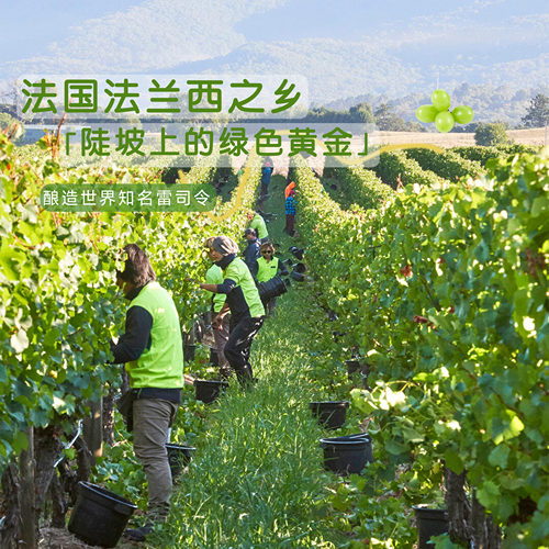 晚歌法国进口雷司令白葡萄酒半甜凤梨香气口感细腻清爽一夏送礼 - 图2