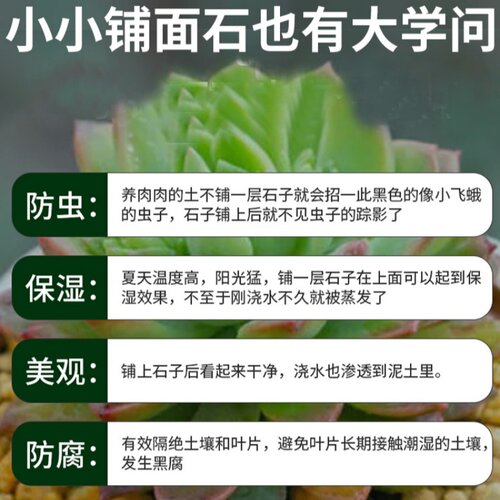 铺面石多肉专用颗粒土植物营养土花盆栽透气麦饭石陶粒火山石蛭石 - 图0