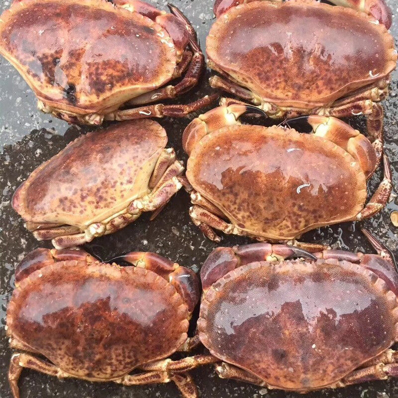 渔传播【活鲜次日达】英国大面包蟹黄道蟹包新鲜不包活 母蟹,淘宝优惠券,粉丝福利购,淘宝优惠卷