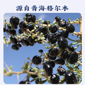 南京同仁堂青海黑枸杞子独立小包装大果无硫不染色花青素野生150g