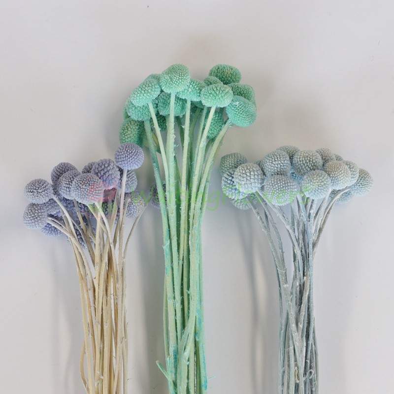 等花来黄金球永生花单个diy花材保鲜花 花盒玻璃罩制作配材直销,淘宝优惠券,粉丝福利购,淘宝优惠卷