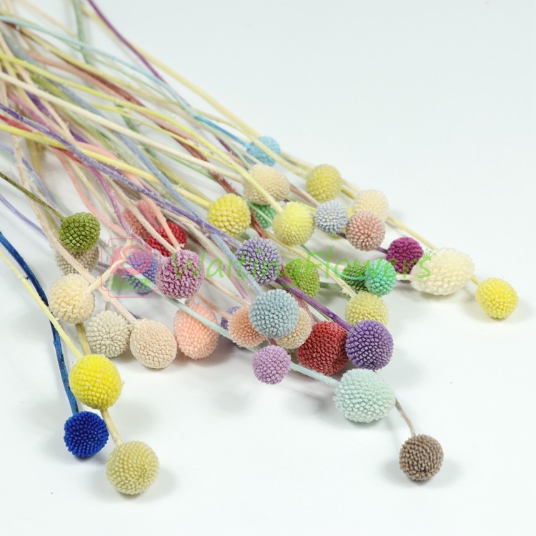 等花来黄金球永生花单个diy花材保鲜花 花盒玻璃罩制作配材直销,淘宝优惠券,粉丝福利购,淘宝优惠卷