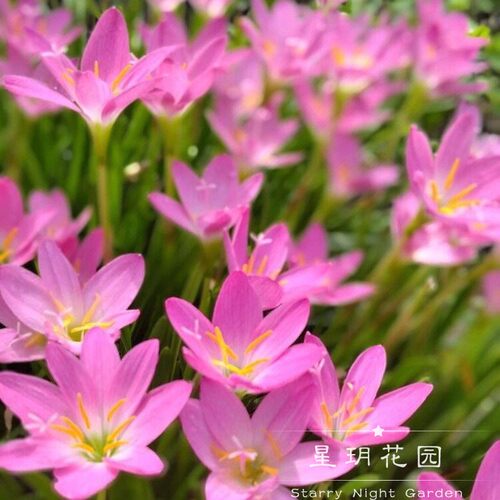 多年生耐寒耐热花卉初恋风雨兰花苗阳台盆栽庭院别墅花园花境植物 - 图3