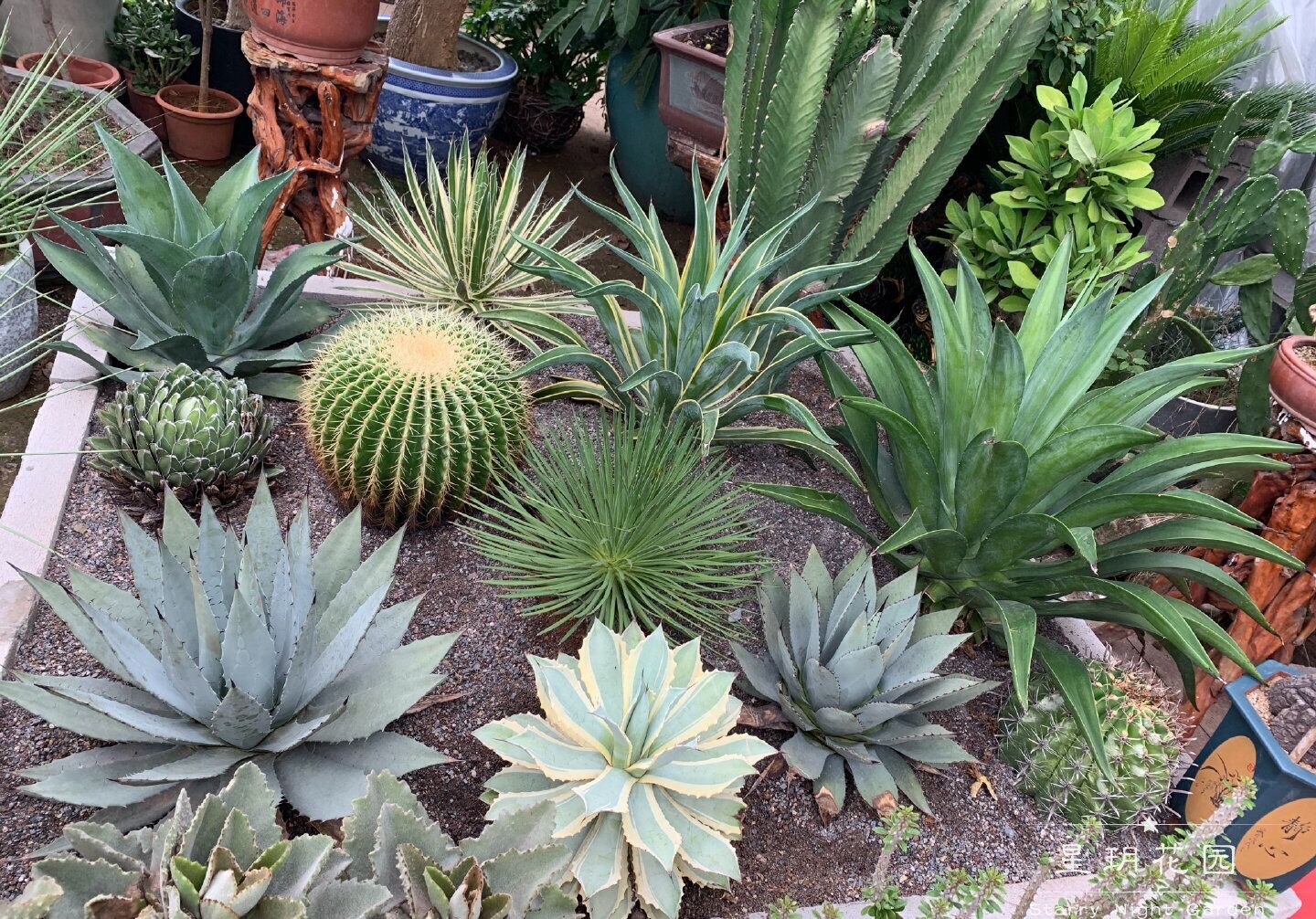 多年生耐旱耐暴晒龙舌兰多肉植物大吉祥冠锦泷雷五色万代花境盆栽 - 图0