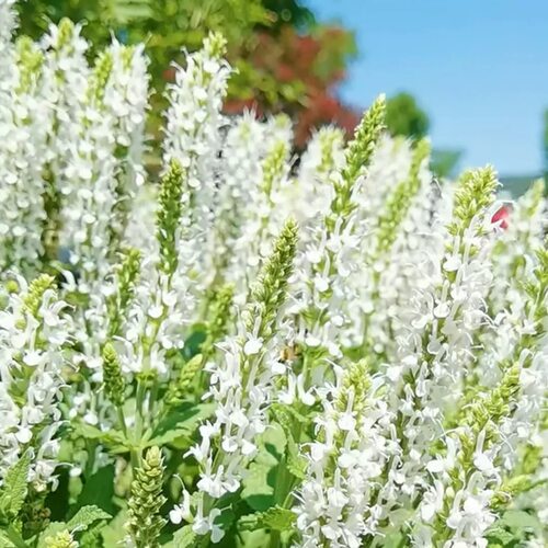 户外花卉耐寒宿根林荫鼠尾草卡拉多纳蓝山花苗花园庭院花境植物 - 图1