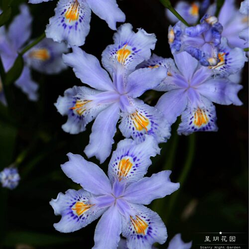 多年生蓝色鸢尾花苗花镜常绿耐寒耐热耐阴别墅庭院花园花境植物 - 图3