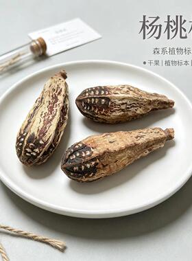 杨桃果进口天然干花果实diy手工插花标本花环装饰植物干花挂饰