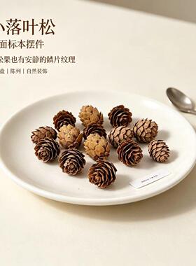 落叶松花小松果装饰松塔野生儿童手工创意手工diy幼儿园摆件材料