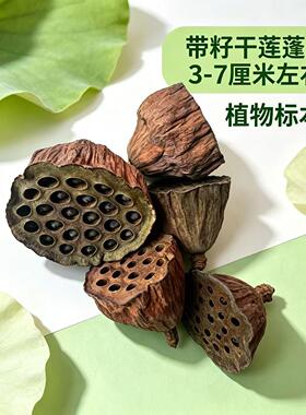 包邮禅意干花艺术天然莲蓬带籽小莲蓬头干花干果拍摄道具摆件有籽