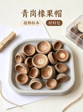 青冈橡果帽红槲栎毛果天然果实标本diy材料自然植物北美红栎帽