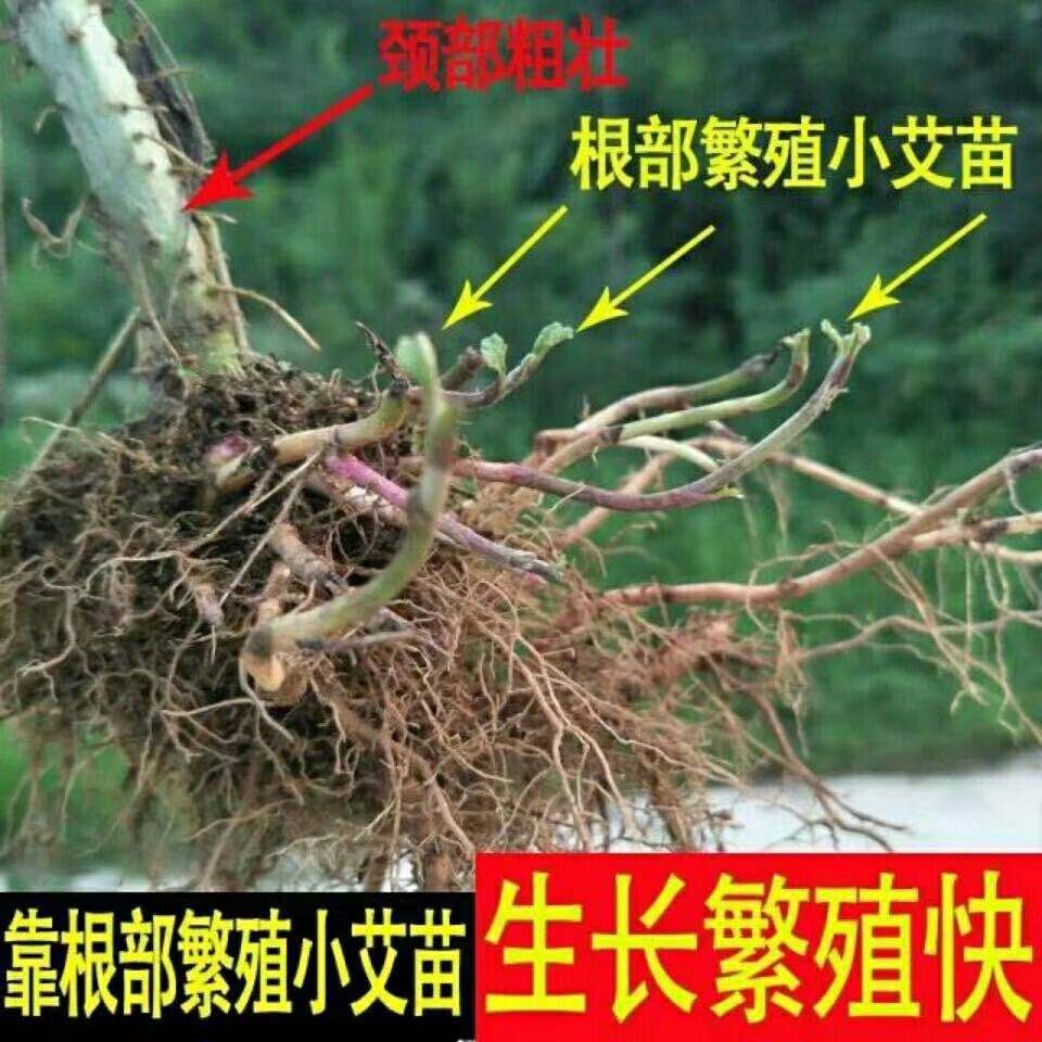 野生艾草苗保健蔬菜类食用药用艾草根做青团艾根苗四季种植驱蚊 - 图1