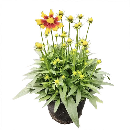 大花金鸡菊盆栽花苗阳台庭院植物多年生耐热耐寒花卉耐晒花期长 - 图3