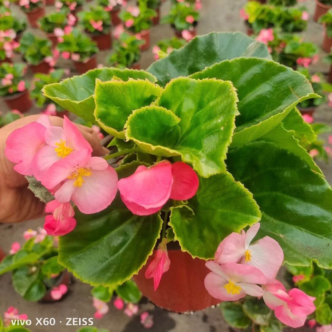 比哥秋海棠盆栽植物花苗阳台花卉吸甲醛耐热耐晒四季开花户外耐旱,淘宝优惠券,粉丝福利购,淘宝优惠卷