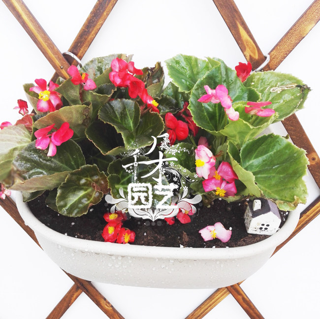 比哥秋海棠盆栽植物花苗阳台花卉吸甲醛耐热耐晒四季开花户外耐旱,淘宝优惠券,粉丝福利购,淘宝优惠卷