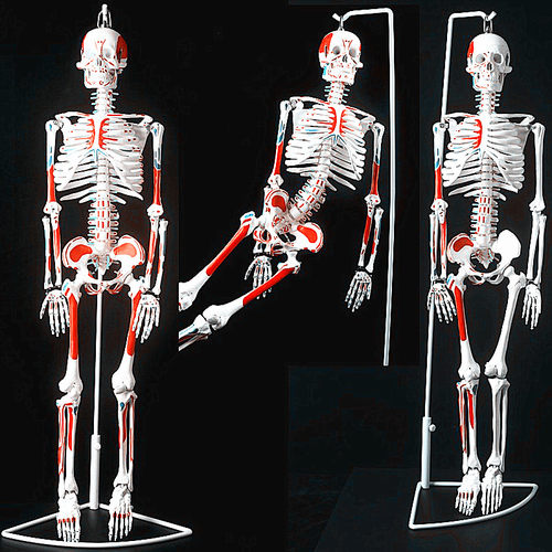 医学教学人体骨骼模型45CM厘米 85CM骨骼模型骨架小针刀诊所脊柱-图1
