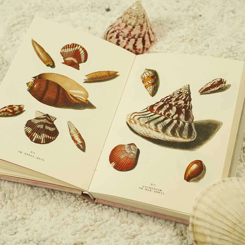 后浪正版 贝壳之美 复古艺术馆系列 190幅贝壳画作 海洋生物写生手绘版画自然纹样艺术书籍,淘宝优惠券,粉丝福利购,淘宝优惠卷