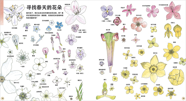 【送自然观察手册】我的收藏 寻找大自然的宝藏 盛口满 后浪正版 6到12岁小学生儿童植物动物科普百科书籍大全 读物绘本课外图画书 - 图0