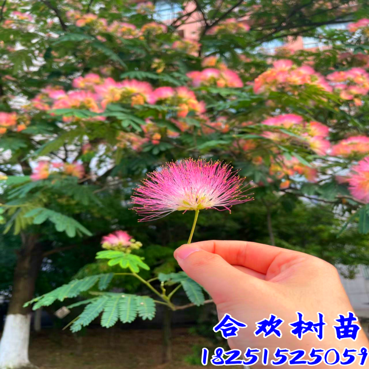 合欢树苗合欢苗绒花树苗芙蓉花树苗庭院花卉盆栽当年开花合欢苗 - 图0