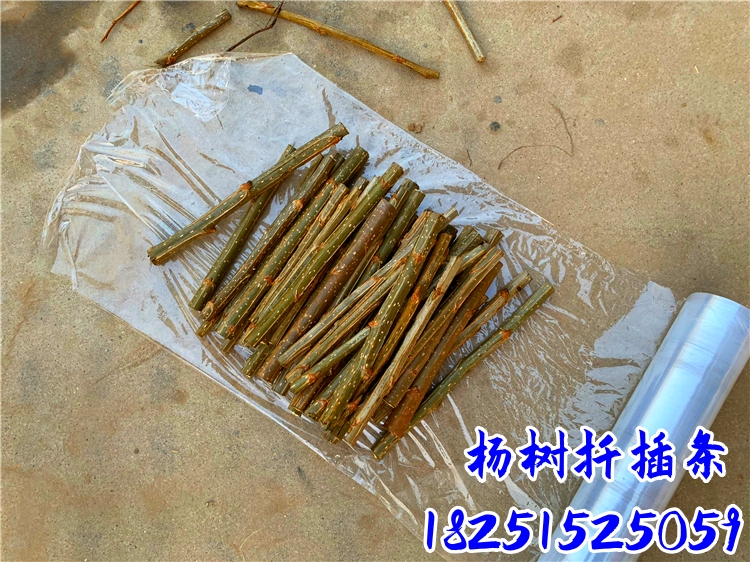 白杨树苗白杨树杨树苗白杨苗107速生杨树植树造林绿化苗占地拆迁 - 图2