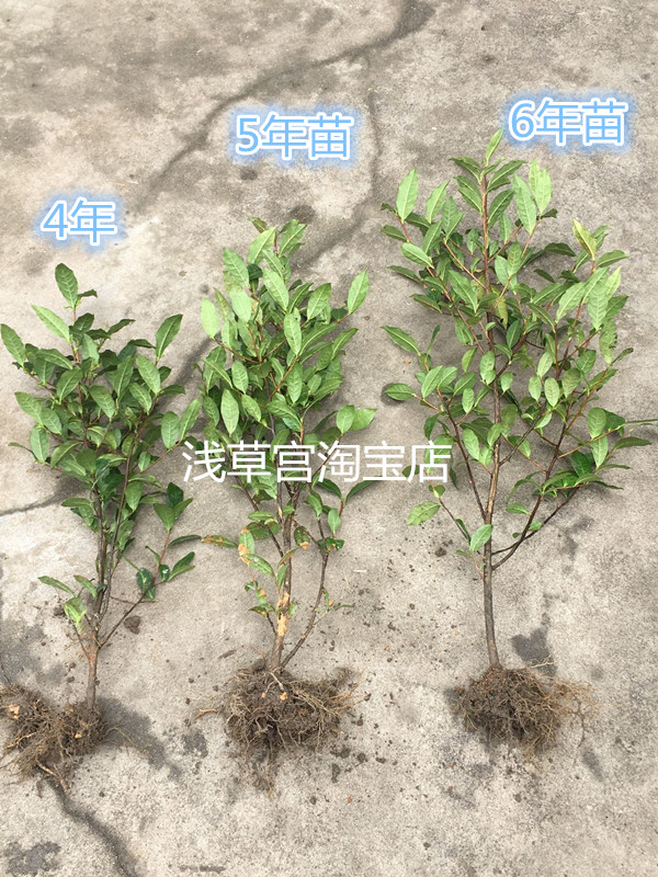 18元包邮西湖龙井茶苗铁观音茶苗黄金芽茶苗绿茶碧螺春茶树茶叶苗 - 图1