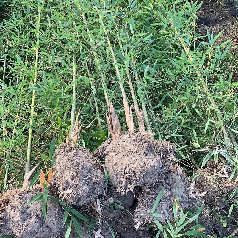 竹子苗庭院植物盆栽四季常青耐寒青竹雷竹 - 图2