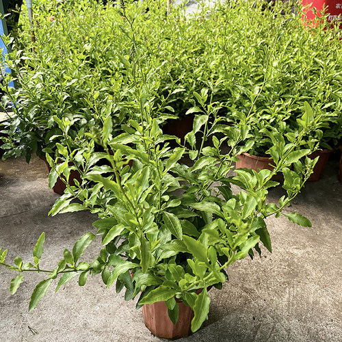 蓝雪花盆栽 庭院阳台观花盆栽大苗 多年生四季开花 耐热花卉植物 - 图3