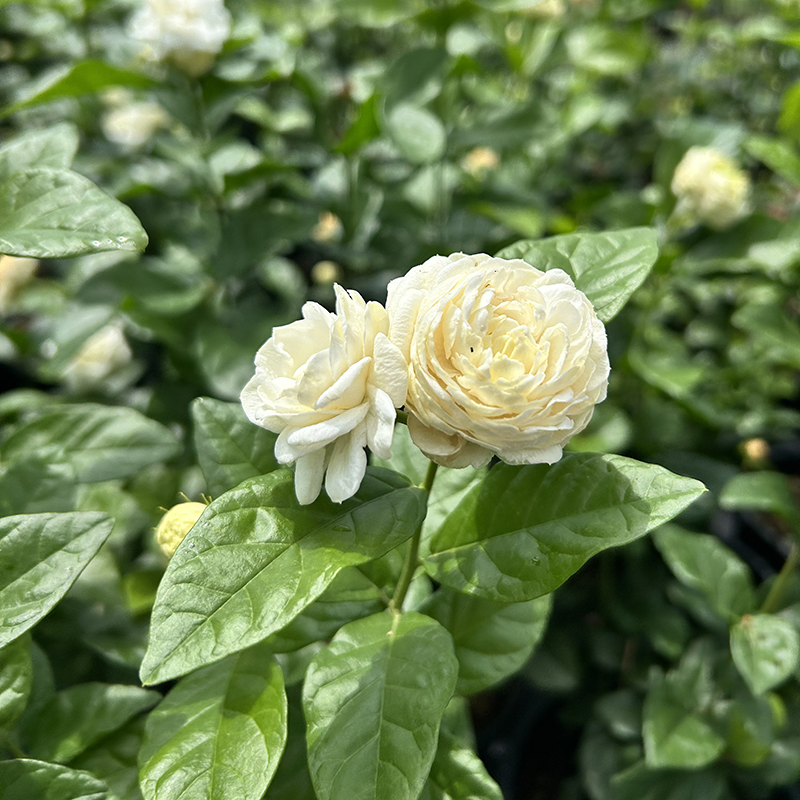 正宗虎头茉莉 浓香型重瓣茉莉花 茉莉的稀有品种广东基地发货 - 图0